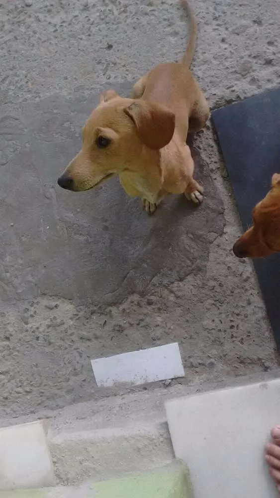 Cachorro raça Basset com vira lata  idade 7 a 11 meses nome Floquinho