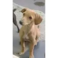 Floquinho
