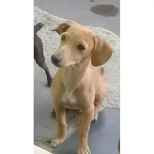 Cachorro raça Basset com vira lata  idade 7 a 11 meses nome Floquinho
