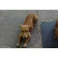 Floquinho