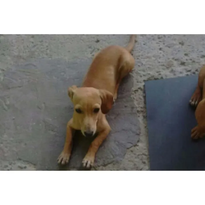 Cachorro raça Basset com vira lata  idade 7 a 11 meses nome Floquinho