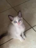 Gabriel