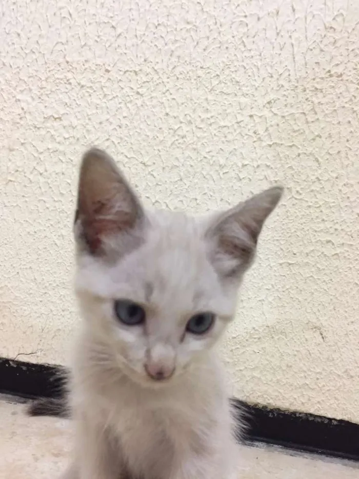Gato ra a Siamês idade 2 a 6 meses nome Gabriel