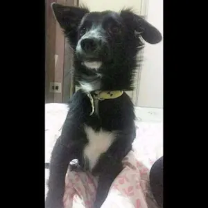 Cachorro raça SRD idade 2 anos nome Bob