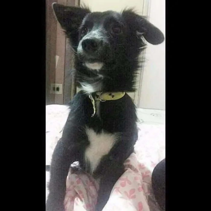 Cachorro ra a SRD idade 2 anos nome Bob