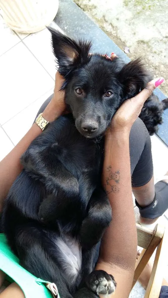 Cachorro ra a SRD idade 2 anos nome Luna