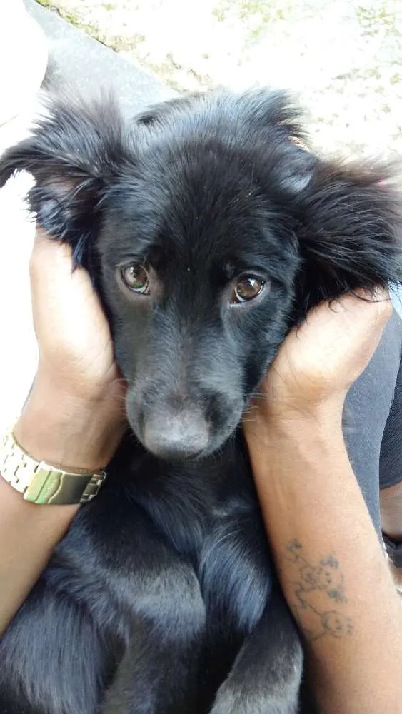 Cachorro ra a SRD idade 2 anos nome Luna