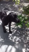 açaí