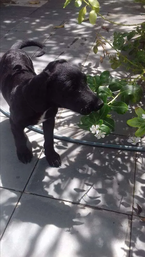 Cachorro ra a vira-lata idade 2 a 6 meses nome açaí