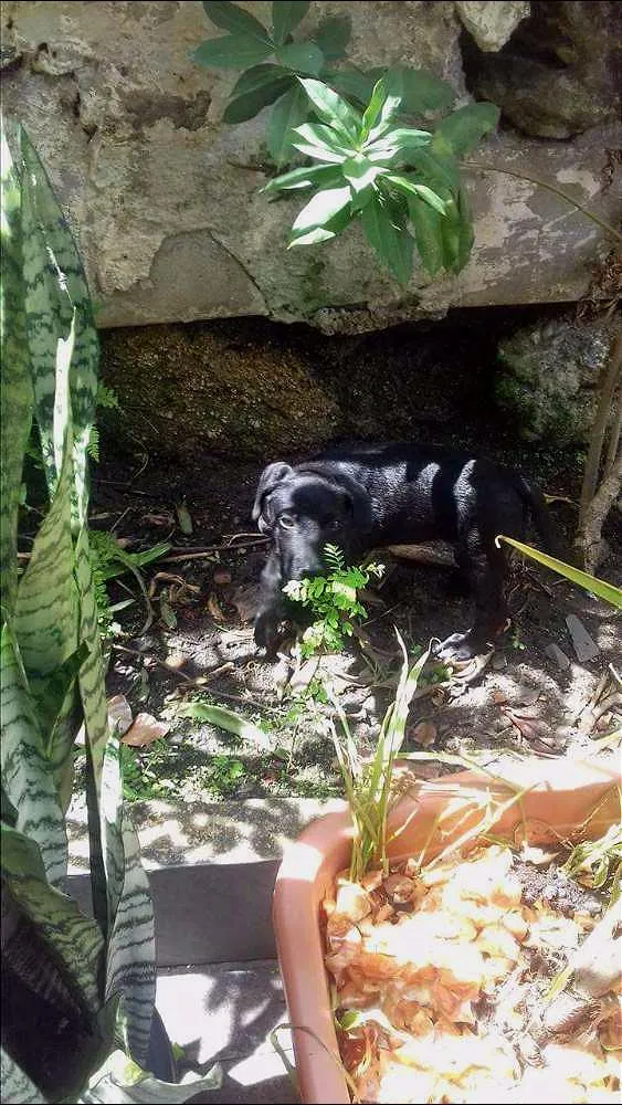 Cachorro ra a vira-lata idade 2 a 6 meses nome açaí