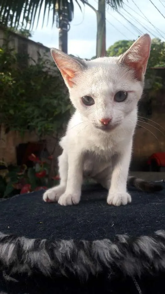 Gato ra a Siberiana idade 2 a 6 meses nome Sasha
