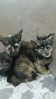 Angel, Lily, Roxy