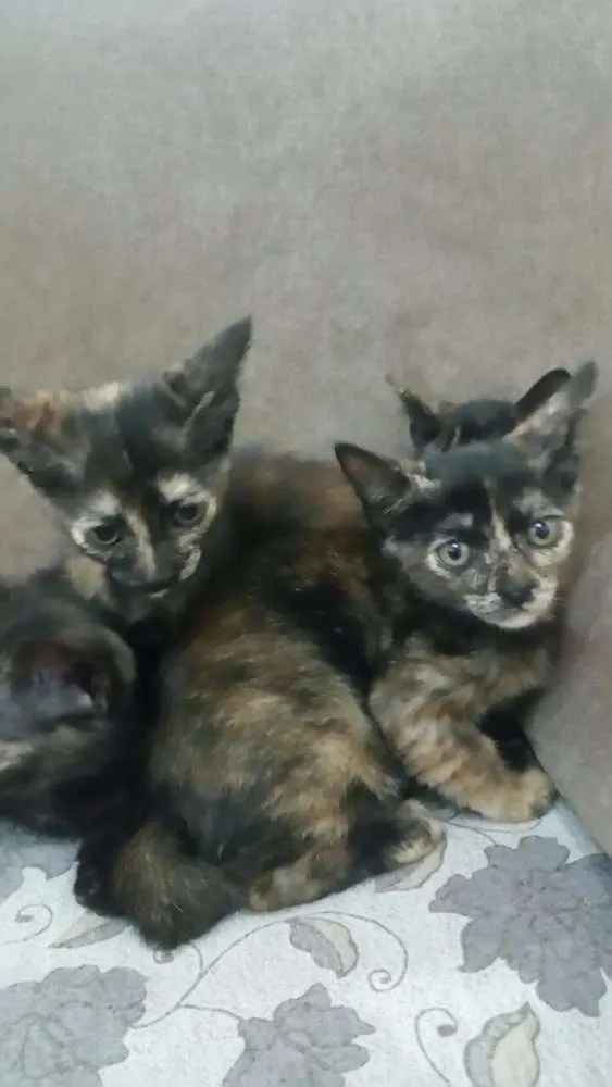 Gato ra a sem raça idade Abaixo de 2 meses nome Angel, Lily, Roxy