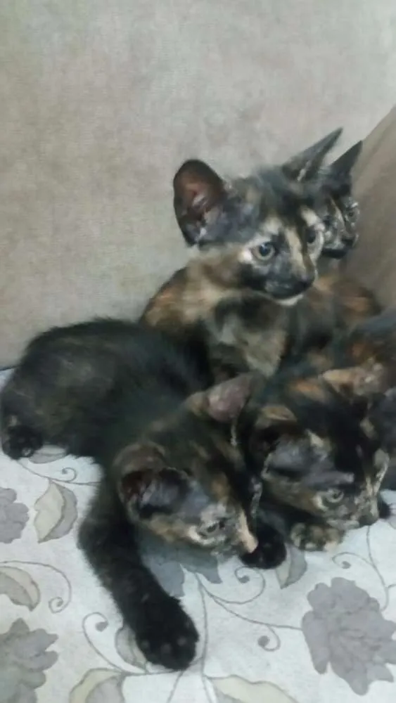 Gato ra a sem raça idade Abaixo de 2 meses nome Angel, Lily, Roxy