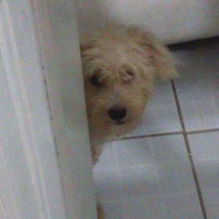 Cachorro ra a Puldo idade 7 a 11 meses nome Tody