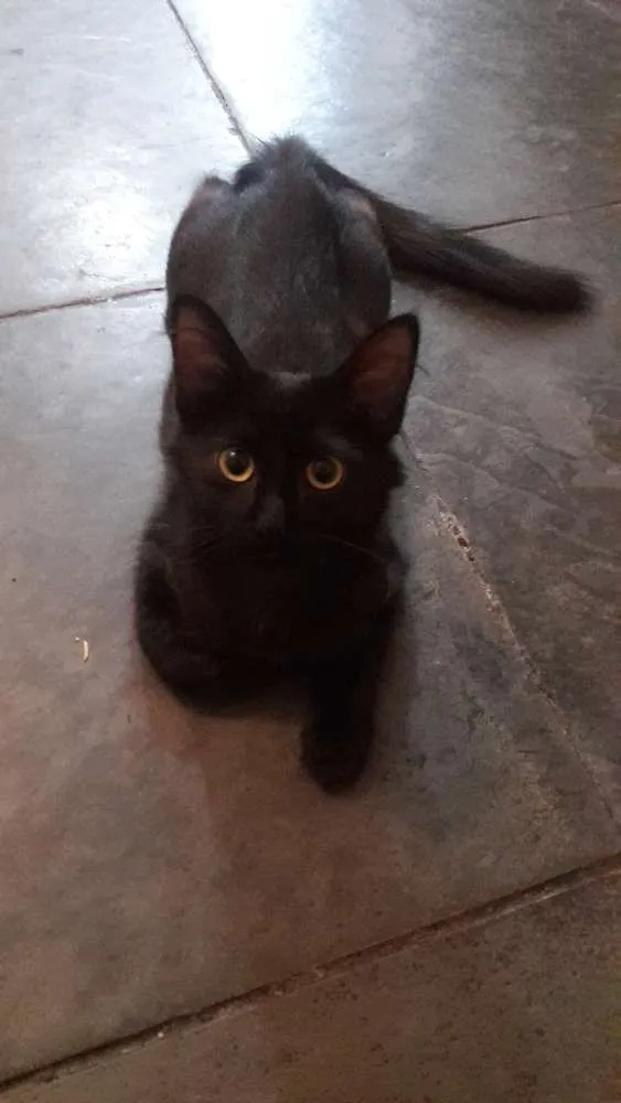 Gato ra a  idade 2 a 6 meses nome Banguela
