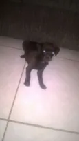 pretinho