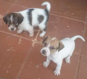 Cachorro raça SRD idade Abaixo de 2 meses nome sem nome