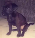 pretinho