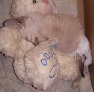 Gato raça Siamês  idade 2 a 6 meses nome Jezuina