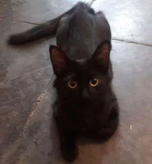 Gato raça  idade 2 a 6 meses nome Banguela