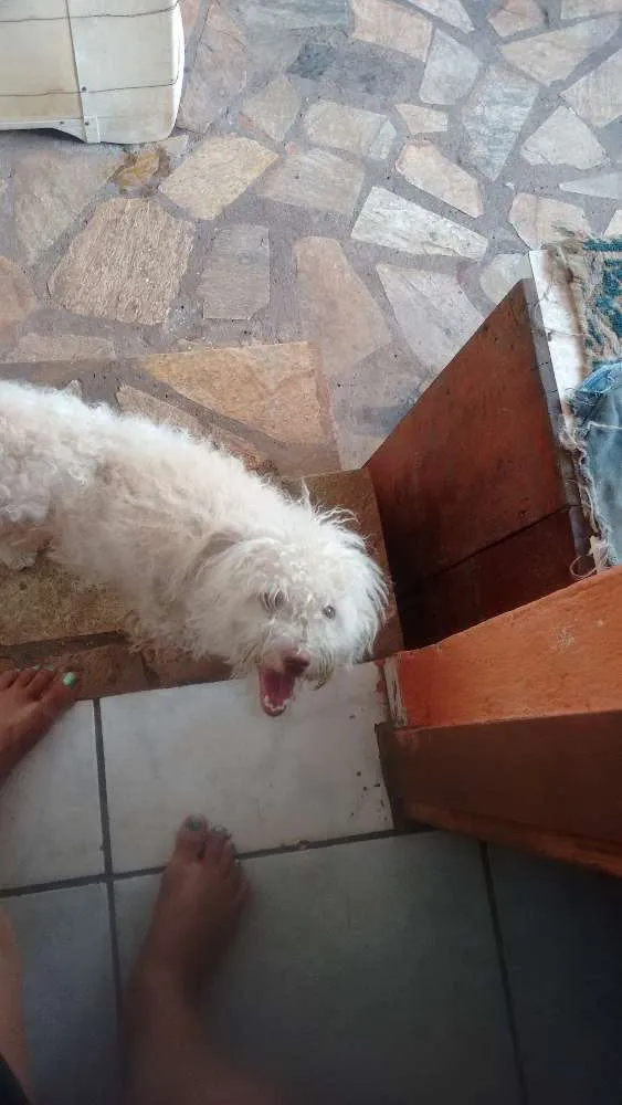 Cachorro raça Puddo com maltez idade 1 ano nome Marley