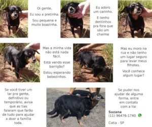 Cachorro raça  idade 2 anos nome Pretinha