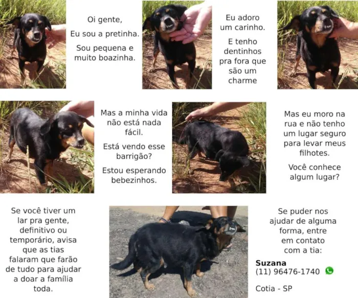 Cachorro ra a  idade 2 anos nome Pretinha