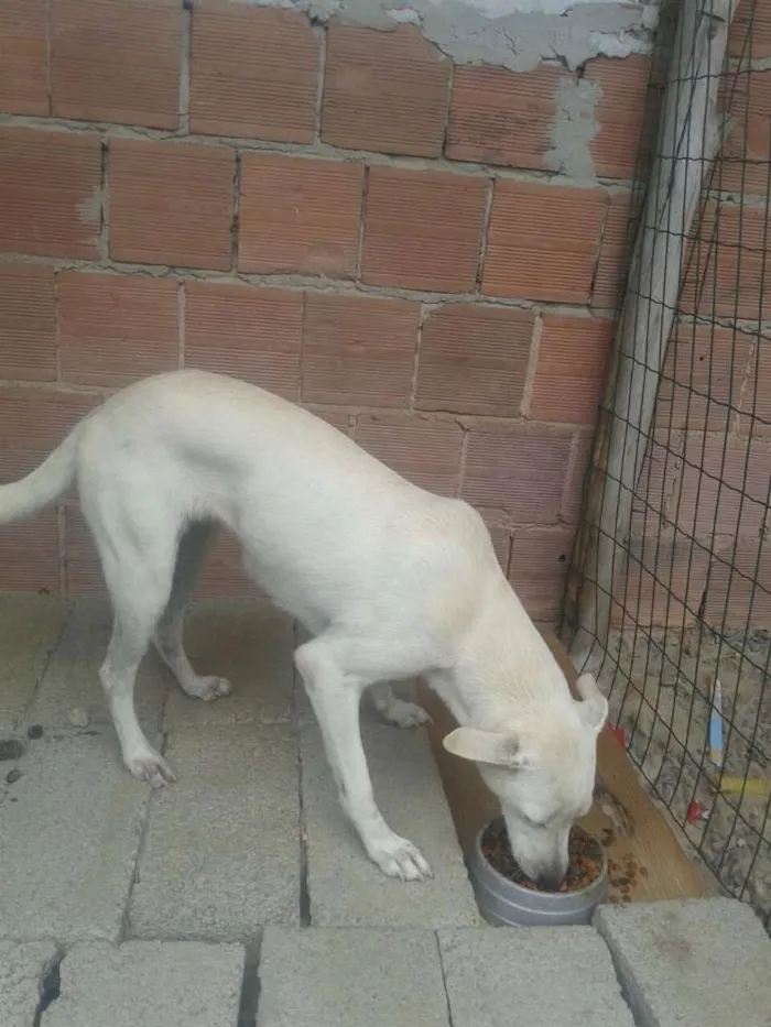 Cachorro raça Vira lata idade 2 anos nome Agnes