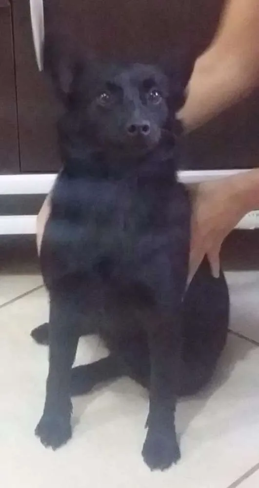 Cachorro ra a SRD idade 3 anos nome Brisa