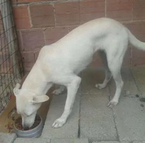 Cachorro raça Vira lata idade 2 anos nome Agnes