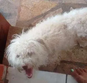 Cachorro raça Puddo com maltez idade 1 ano nome Marley