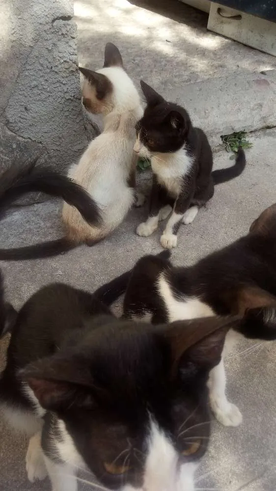Gato raça Misturados idade 7 a 11 meses nome Pandinhas