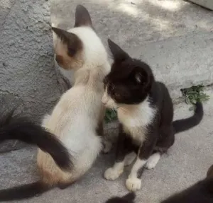 Gato raça Misturados idade 7 a 11 meses nome Pandinhas