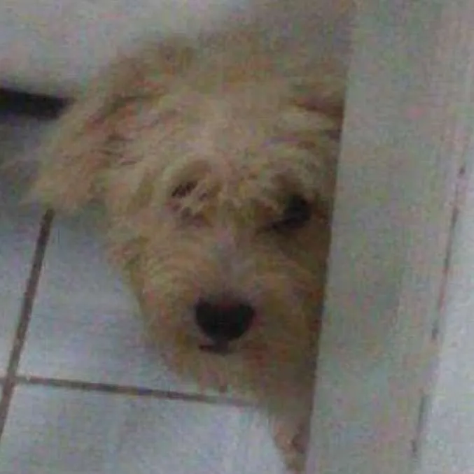 Cachorro ra a Puldo idade 7 a 11 meses nome Tody