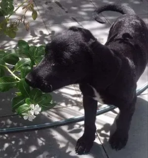 Cachorro raça vira-lata idade 2 a 6 meses nome açaí