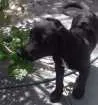 Cachorro raça vira-lata idade 2 a 6 meses nome açaí
