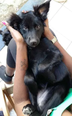 Cachorro raça SRD idade 2 anos nome Luna