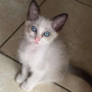 Gato raça Siamês idade 2 a 6 meses nome Gabriel