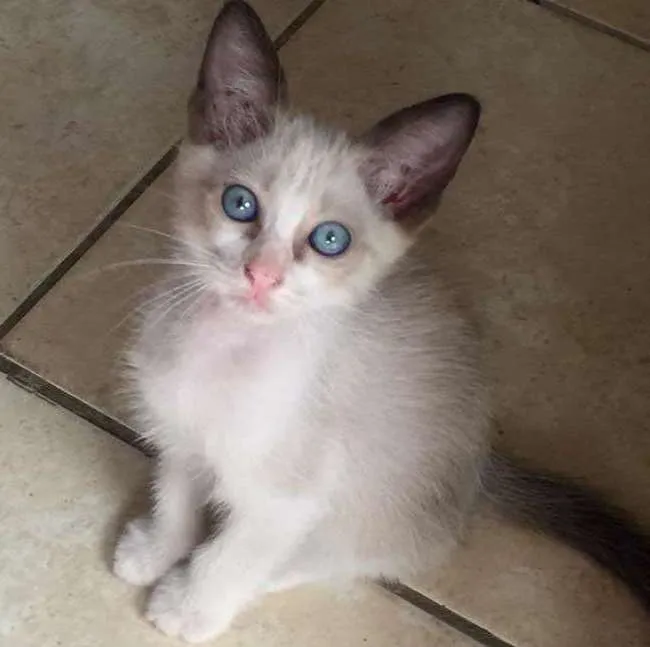 Gato ra a Siamês idade 2 a 6 meses nome Gabriel
