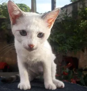 Gato raça Siberiana idade 2 a 6 meses nome Sasha