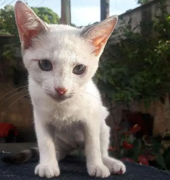 Gato ra a Siberiana idade 2 a 6 meses nome Sasha