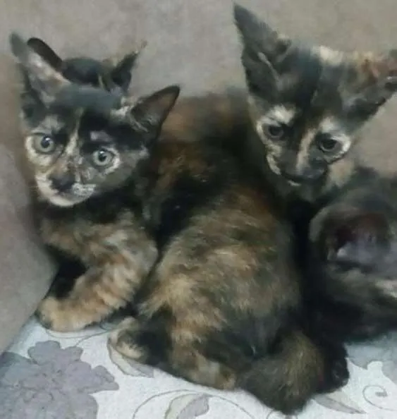 Gato ra a sem raça idade Abaixo de 2 meses nome Angel, Lily, Roxy