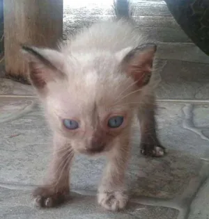 Gato raça  idade  nome mimiu's