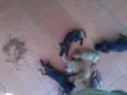 Balinha e Cia