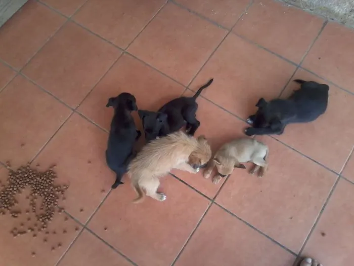 Cachorro ra a SRD idade Abaixo de 2 meses nome Balinha e Cia