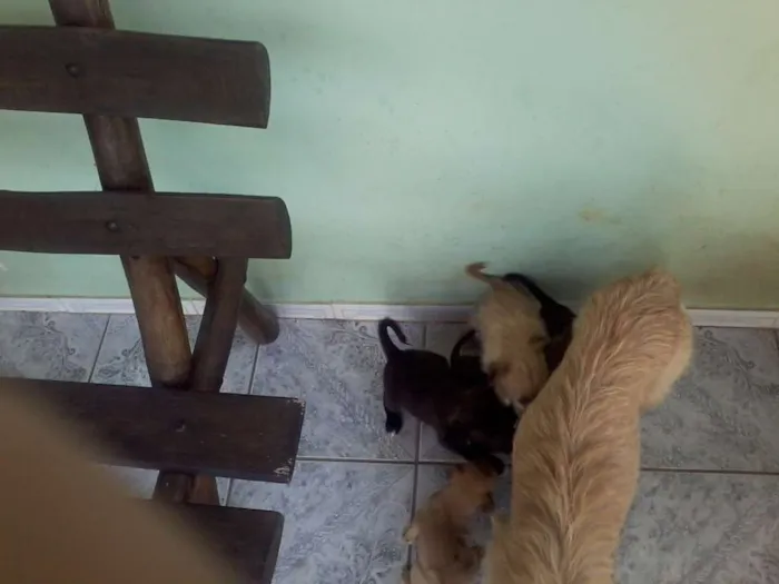 Cachorro ra a SRD idade Abaixo de 2 meses nome Balinha e Cia