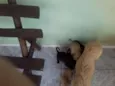 Balinha e Cia