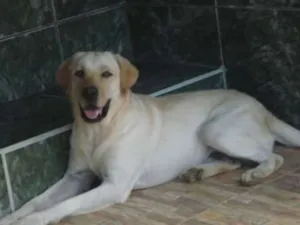 Cachorro raça labrador retrieve  idade 5 anos nome snow beethoven 