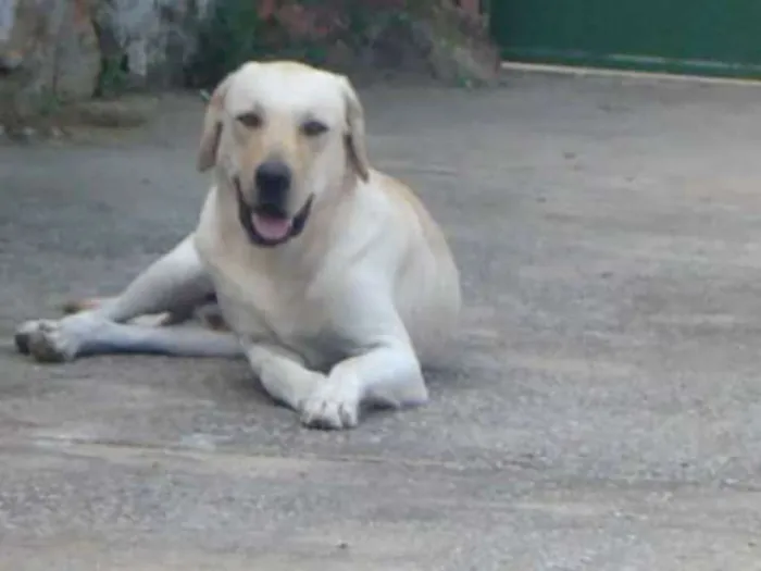 Cachorro ra a labrador retrieve  idade 5 anos nome snow beethoven 